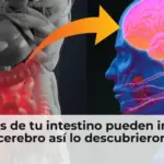 Bacterias de tu intestino pueden invadir tu cerebro así lo descubrieron