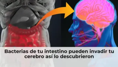 Bacterias intestinales invadiendo el cerebro humano