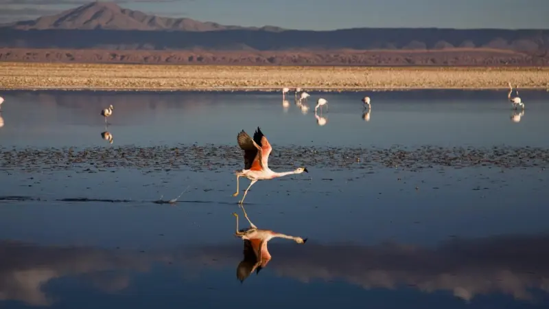 Minería de litio en Chile, salares desatendidos