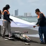130 derrames en 15 años ¿Qué ocultaron del nuevo desastre en el Golfo?
