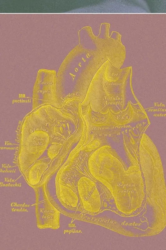 Cuerpos humanos sin cerebro cultivados en laboratorio