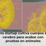 Esta startup cultiva cuerpos sin cerebro para acabar con pruebas en animales