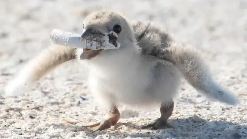 Pájaro recoge colillas de cigarro para nido