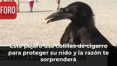 Pájaro recoge colillas de cigarro para nido