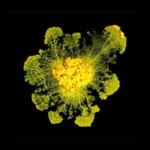 Este moho sin cerebro aprende y decide como un humano