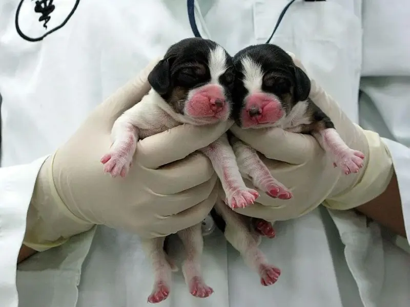 Clonación de mamíferos limitada