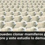 No puedes clonar mamíferos para siempre y este estudio lo demuestra