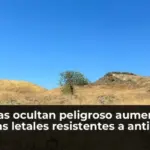 Sequías ocultan peligroso aumento de bacterias letales resistentes a antibióticos