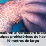 Decubren al verdadero kraken: pulpos prehistóricos de hasta 19 metros de largo