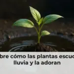 Descubre cómo las plantas escuchan la lluvia y la adoran