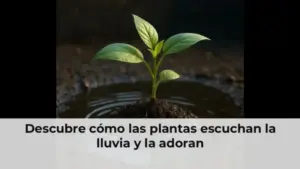 Descubre cómo las plantas escuchan la lluvia y la adoran