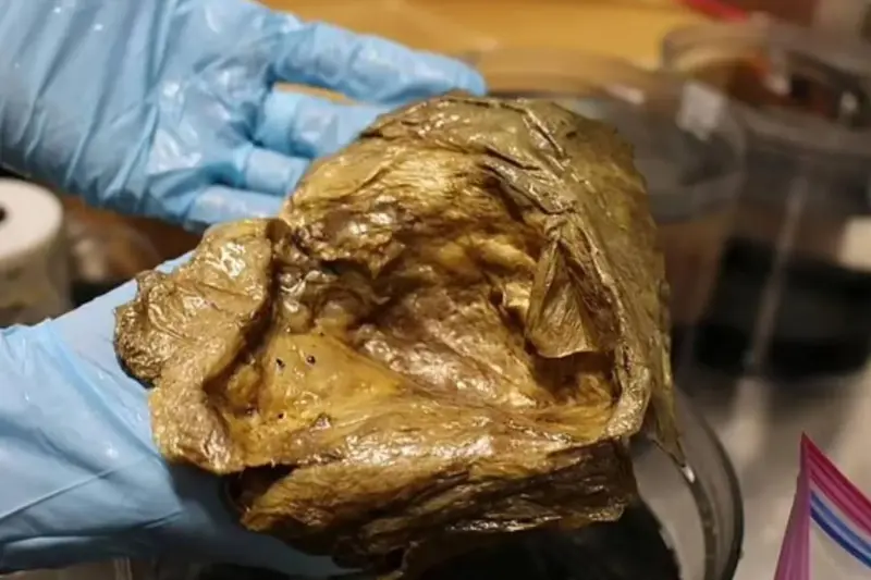 El 'huevo de oro' del fondo del océano resultó ser parte de uno de los animales más misteriosos del mundo