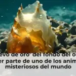 El 'huevo de oro' del fondo del océano resultó ser parte de uno de los animales más misteriosos del mundo
