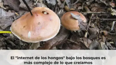 El "internet de los hongos" bajo los bosques es más complejo de lo que creíamos