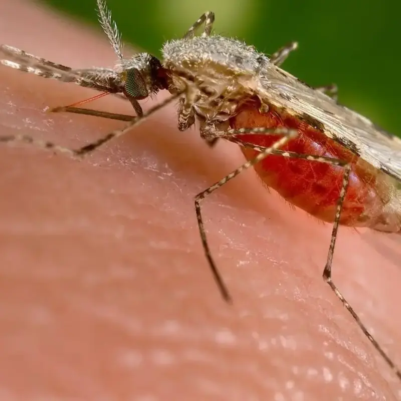 La malaria tuvo un papel clave en la distribución de los primeros humanos