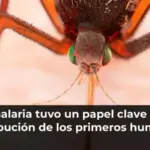 La malaria tuvo un papel clave en la distribución de los primeros humanos
