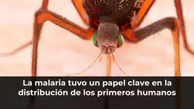 La malaria tuvo un papel clave en la distribución de los primeros humanos