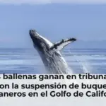 Las ballenas ganan en tribunales con la suspensión de buques metaneros en el Golfo de California