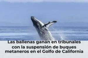 Las ballenas ganan en tribunales con la suspensión de buques metaneros en el Golfo de California