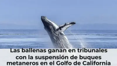 Las ballenas ganan en tribunales con la suspensión de buques metaneros en el Golfo de California