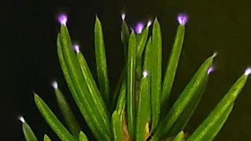 Por qué los bosques brillan en días de tormenta y cómo lograron grabarlo por primera vez