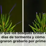 Por qué los bosques brillan en días de tormenta y cómo lograron grabarlo por primera vez