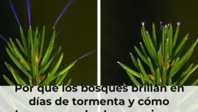 Por qué los bosques brillan en días de tormenta y cómo lograron grabarlo por primera vez