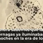 Ahora sabemos que las luciérnagas ya iluminaban las noches en la era de los dinosaurios