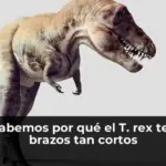 Al fin sabemos por qué el T. rex tenía los brazos tan cortos