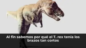 Al fin sabemos por qué el T. rex tenía los brazos tan cortos