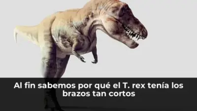 Al fin sabemos por qué el T. rex tenía los brazos tan cortos