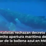 Ambientalistas rechazan decreto federal que permite apertura marítima de Loreto, hogar de la ballena azul en México