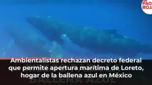 Ambientalistas rechazan decreto federal que permite apertura marítima de Loreto, hogar de la ballena azul en México
