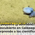 Así el pequeño (y adorable) pulpo azul descubierto en Galápagos que sorprende a los científicos