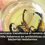 Ciencia mexicana transforma el veneno de alacrán y el chile habanero en antibióticos contra bacterias resistentes