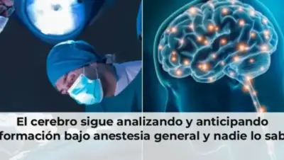 El cerebro sigue analizando y anticipando información bajo anestesia general y nadie lo sabía