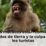 Estos macacos están comiendo puñados de tierra y la culpa es de los turistas