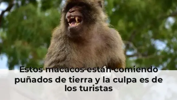Estos macacos están comiendo puñados de tierra y la culpa es de los turistas