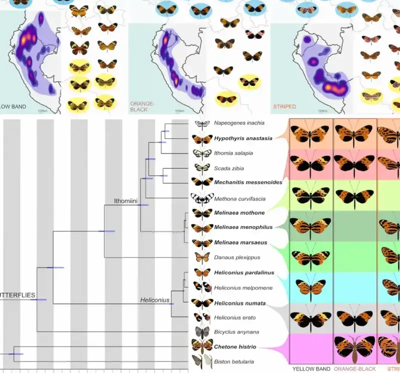 Estudio demuestra que la evolución ha reutilizado los mismos genes por 120 millones de años
