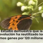 Estudio demuestra que la evolución ha reutilizado los mismos genes por 120 millones de años