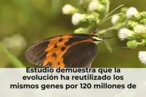 Estudio demuestra que la evolución ha reutilizado los mismos genes por 120 millones de años