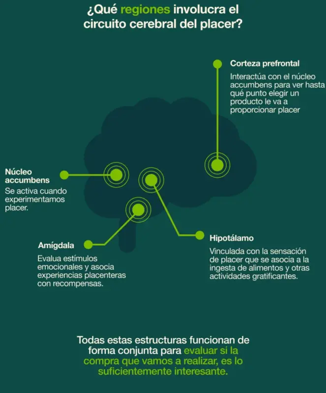 Hallan el circuito cerebral que define si te apegas a un plan o no cuando las cosas no funcionan