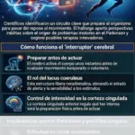 Hallan el circuito cerebral que define si te apegas a un plan o no cuando las cosas no funcionan