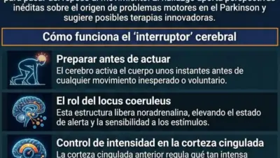 Hallan el circuito cerebral que define si te apegas a un plan o no cuando las cosas no funcionan
