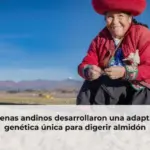 Indígenas andinos desarrollaron una adaptación genética única para digerir almidón