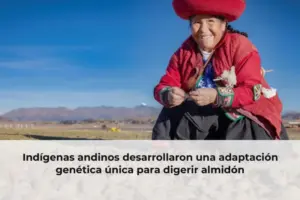 Indígenas andinos desarrollaron una adaptación genética única para digerir almidón