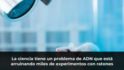 La ciencia tiene un problema de ADN que está arruinando miles de experimentos con ratones