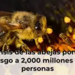 La crisis de las abejas pone en riesgo a 2,000 millones de personas
