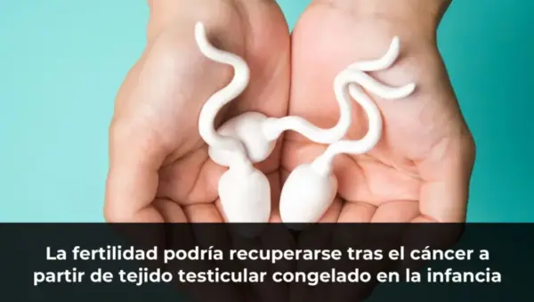 La fertilidad podría recuperarse tras el cáncer a partir de tejido testicular congelado en la infancia