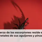 La fuerza de los escorpiones reside en los metales de sus aguijones y pinzas